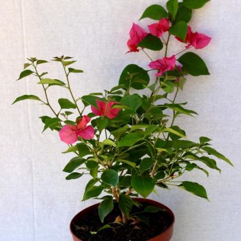 Buganvilla (Bola), Variedades  mac-23