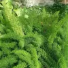 Asparagus densiflorus Myersii | Vivero Multiplant