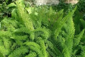 Asparagus densiflorus Myersii | Vivero Multiplant