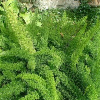 Asparagus densiflorus Myersii | Vivero Multiplant