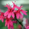 Lobelia x _speciosa - Vivero-Multiplant