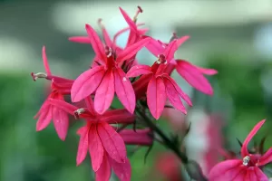 Lobelia x _speciosa - Vivero-Multiplant