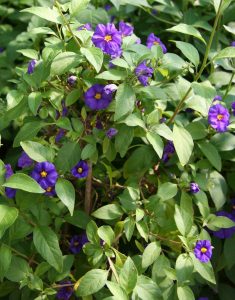 Solanum rantonnetii Vivero Multiplant