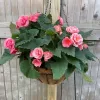 Begonia Tuberosa | Vivero Multiplant