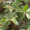 Ficus elástica - Vivero Multiplant