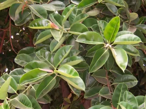 Ficus elástica - Vivero Multiplant