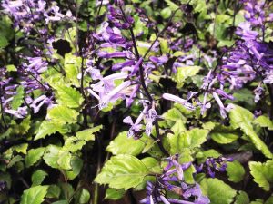 Plectranthus Mona Lavender Vivero Multiplant