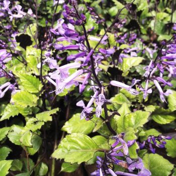 Plectranthus Mona Lavender Vivero Multiplant