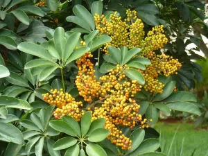 Schefflera arborícola | Vivero Multiplant