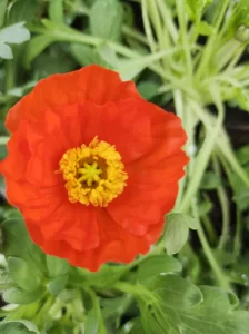 Amapola | Vivero Multiplant
