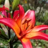 Lilium | Vivero Multiplant