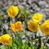 Papaver nudicaule | Vivero Multiplant