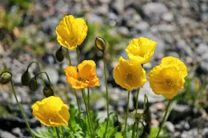 Papaver nudicaule | Vivero Multiplant