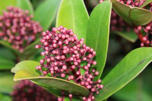 Skimmia Japónica Vivero Multiplant