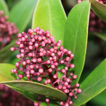 Skimmia Japónica Vivero Multiplant