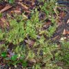 Myoporum_parvifolium Vivero Multiplant