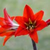 Amaryllis | Vivero Multiplant