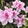 Azalea Pie Alto | Vivero Multiplant