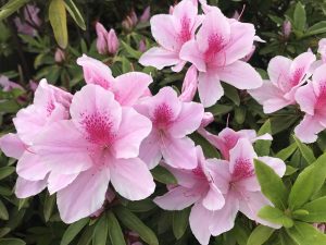 Azalea Pie Alto | Vivero Multiplant