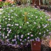 Brachyscome iberidifolia Vivero Multiplant