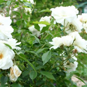 Rosa Iceberg Vivero Multiplant