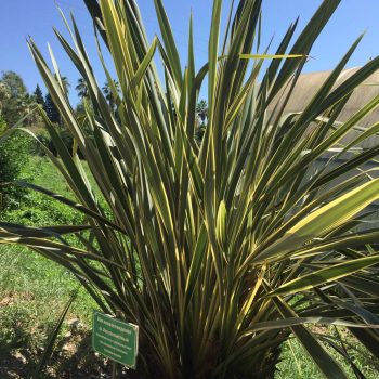 Phormium Tenax Vivero Multiplant