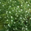 Phylica ericoides | Vivero Multiplant