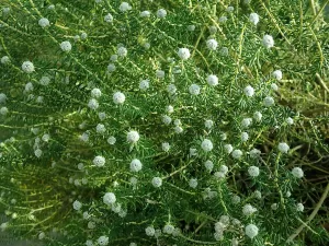 Phylica ericoides | Vivero Multiplant