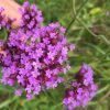 Verbena bonariensis - Vivero Multiplant