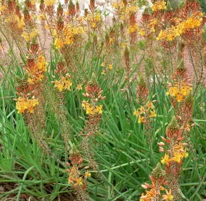 Bulbine frutescens | Vivero Multiplant