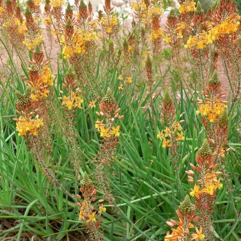 Bulbine frutescens | Vivero Multiplant