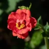 Geum | Vivero Multiplant