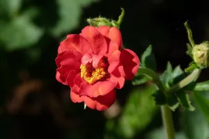 Geum | Vivero Multiplant