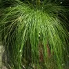 Isolepis cernua | Vivero Multiplant