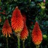 Kniphofia Tritoma | Vivero Multiplant