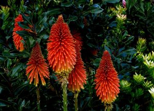 Kniphofia Tritoma | Vivero Multiplant