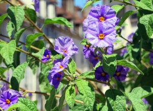 Solanum rantonnetii | Vivero Multiplant