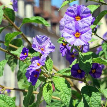 Solanum rantonnetii | Vivero Multiplant