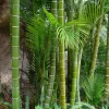 Bambú | Vivero Multiplant