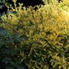 Euonymus Emerald n'Gold | Vivero Multiplant
