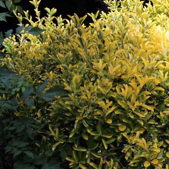 Euonymus Emerald n'Gold | Vivero Multiplant