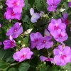 Impatiens Valeriana | Vivero Multiplant