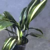 Aspidistra elatior Variegata - Vivero Multiplant