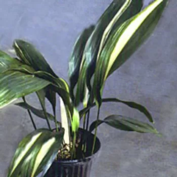 Aspidistra elatior Variegata - Vivero Multiplant