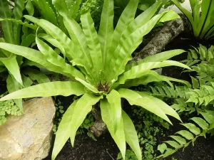 Aspidistra elatior Variegata - Vivero Multiplant