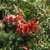 Grevillea juniperina | Vivero Multiplant