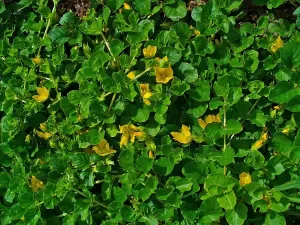 Lysimachia nummularia - Vivero Multiplant