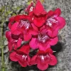 Penstemon hartwegii - Vivero Multiplant