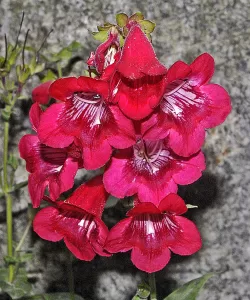 Penstemon hartwegii - Vivero Multiplant