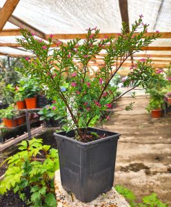 Verónica Colombiana | Vivero Multiplant